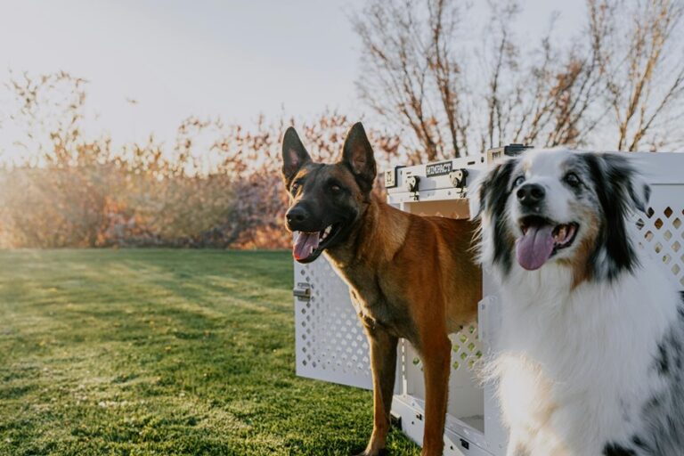 led lighting affects dogs
