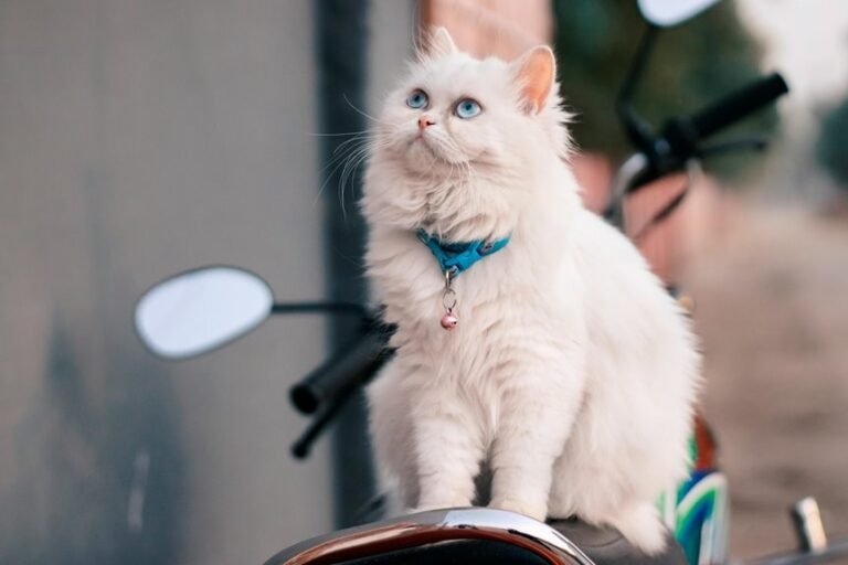 led lights and cats