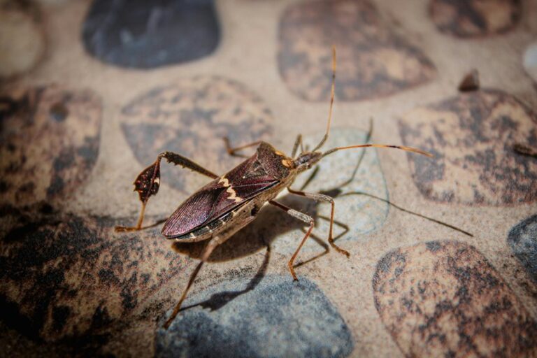 led lights and insects