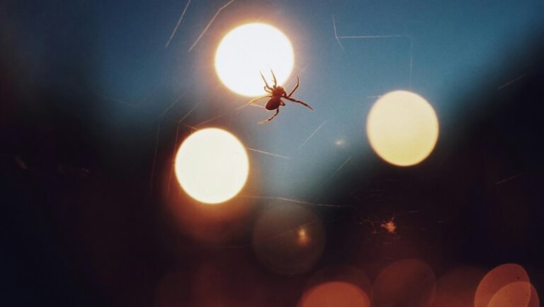 led lights don t attract spiders
